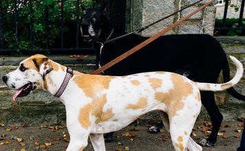 4 Steps to Prevent Leash Pulling dog walking, dog walk training, leash training, pulling on leash, loose leash walking