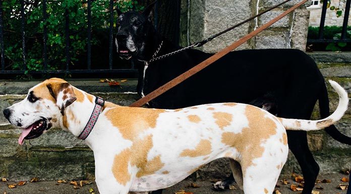 dog walking, dog walk training, leash training, pulling on leash, loose leash walking
