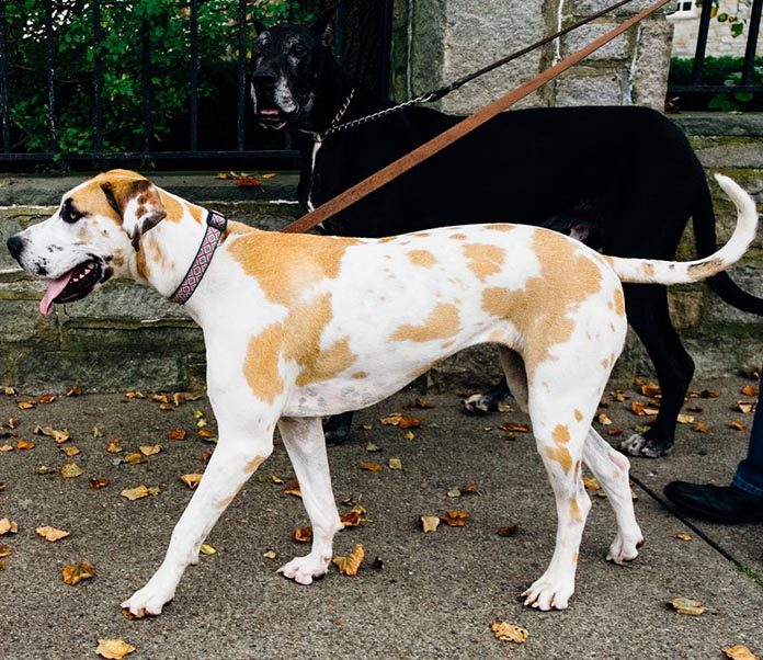 dog walking, dog walk training, leash training, pulling on leash, loose leash walking