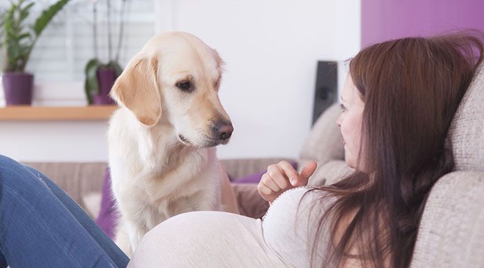 Can Dogs Know if a Woman Is Pregnant?