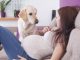 Can Dogs Know if a Woman Is Pregnant?