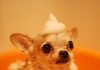 How to Give Your Dog a Bath-petsourcing