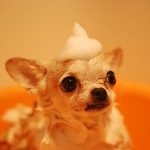 How to Give Your Dog a Bath-petsourcing