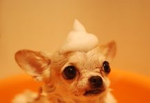 How to Give Your Dog a Bath-petsourcing