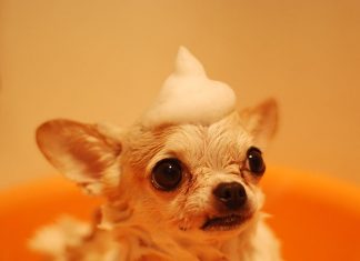 How to Give Your Dog a Bath-petsourcing