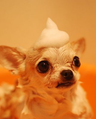 How to Give Your Dog a Bath-petsourcing