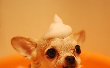 How to Give Your Dog a Bath-petsourcing
