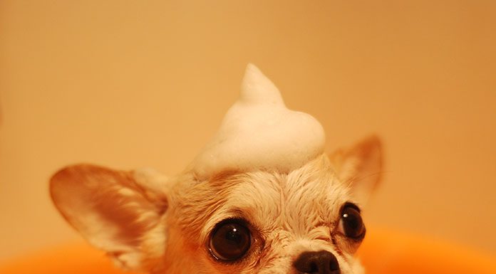 How to Give Your Dog a Bath How to Give Your Dog a Bath-petsourcing