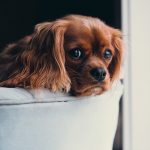 How-to-Help-Your-Dog-Cope-with-the-Stress-of-Moving