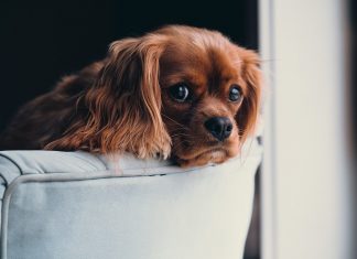 How-to-Help-Your-Dog-Cope-with-the-Stress-of-Moving