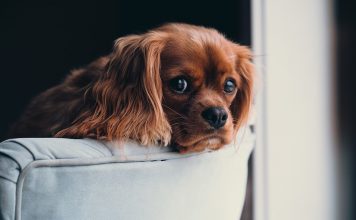 How-to-Help-Your-Dog-Cope-with-the-Stress-of-Moving