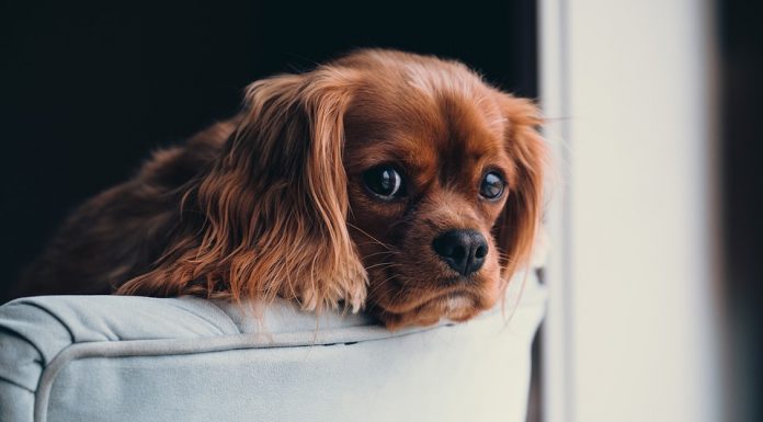 How-to-Help-Your-Dog-Cope-with-the-Stress-of-Moving