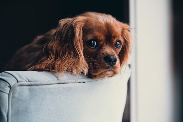 How-to-Help-Your-Dog-Cope-with-the-Stress-of-Moving