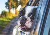 Keeping Your Dog Safe in the Car