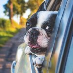 How to Keep Your Dog Safe in the Car-Petsourcing