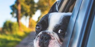 Keeping Your Dog Safe in the Car