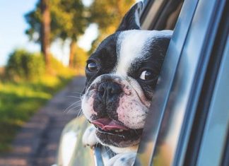 Keeping Your Dog Safe in the Car
