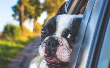 How to Keep Your Dog Safe in the Car Keeping Your Dog Safe in the Car