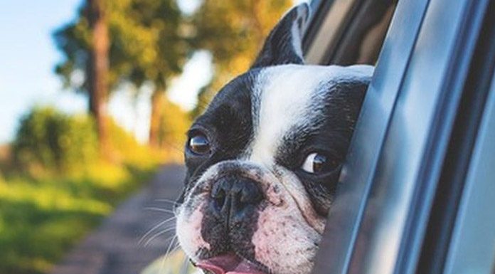 Keeping Your Dog Safe in the Car