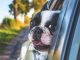 Keeping Your Dog Safe in the Car