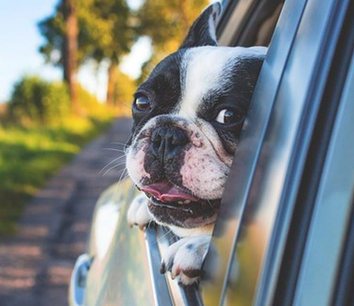 Keeping Your Dog Safe in the Car