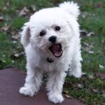 How to Reduce Your Dog’s Problem Barking－petsourcing