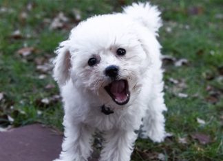 dog barking, stop dog barking, dog bark training, dog training