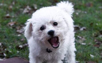 dog barking, stop dog barking, dog bark training, dog training