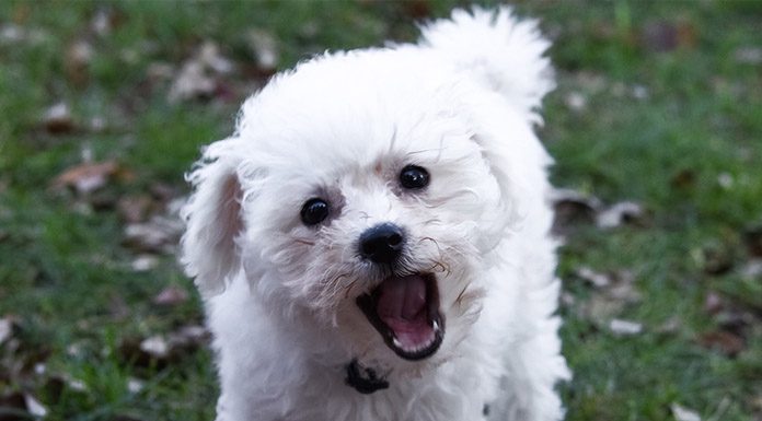 dog barking, stop dog barking, dog bark training, dog training