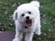 dog barking, stop dog barking, dog bark training, dog training
