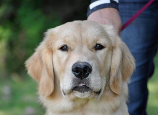 Maximizing Dog Park Time-petsourcing