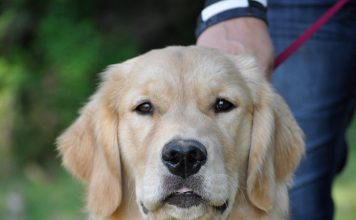 Maximizing Dog Park Time-petsourcing