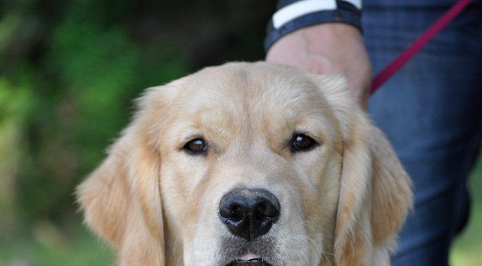 Maximizing Dog Park Time-petsourcing