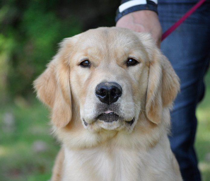 Maximizing Dog Park Time-petsourcing