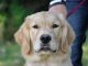 Maximizing Dog Park Time-petsourcing