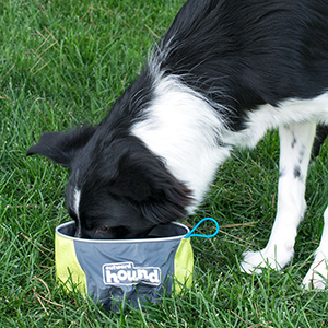 Outward dog bowl