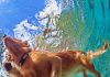 Safety Tips for Swimming With Your Dog-petsourcing