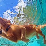 Safety Tips for Swimming With Your Dog-petsourcing