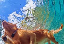 Safety Tips for Swimming With Your Dog-petsourcing