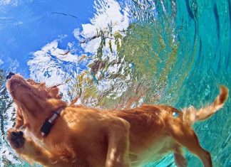 Safety Tips for Swimming With Your Dog-petsourcing
