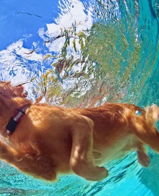 Safety Tips for Swimming With Your Dog Safety Tips for Swimming With Your Dog-petsourcing