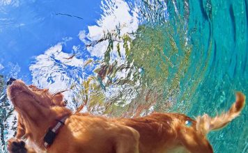 Safety Tips for Swimming With Your Dog-petsourcing