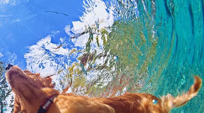 Safety Tips for Swimming With Your Dog Safety Tips for Swimming With Your Dog-petsourcing