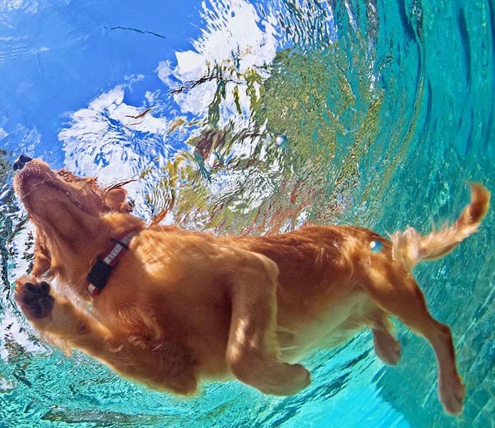 Safety Tips for Swimming With Your Dog-petsourcing