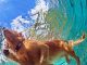 Safety Tips for Swimming With Your Dog-petsourcing