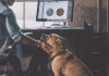 Working Pet Parent Tips-petsourcing