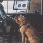Working Pet Parent Tips-petsourcing