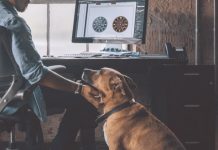 Working Pet Parent Tips-petsourcing