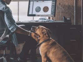 Working Pet Parent Tips-petsourcing