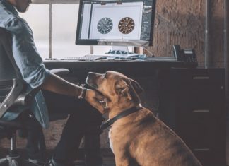 Working Pet Parent Tips-petsourcing